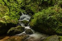 Bach im Nordschwarzwald