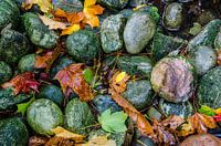 Pierres d'automne