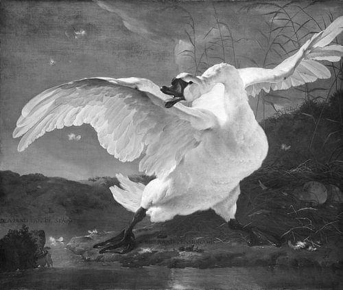 De Bedreigde Zwaan - Jan Asselijn