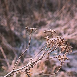 Zweig mit getrockneten Blumen im Winter von Idema Media