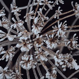 Bevroren bloemschermen in de winter van Fenna Duin-Huizing