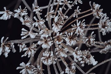 Bevroren bloemschermen in de winter van Fenna Duin-Huizing