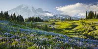 Mt. Rainier von Rainer Mirau Miniaturansicht