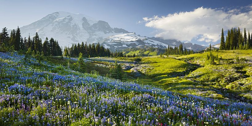 Mt. Rainier von Rainer Mirau