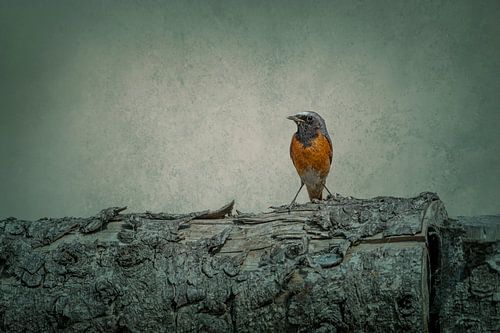 Roodborsttapuit op Boomstam Stilte in Aards Palet