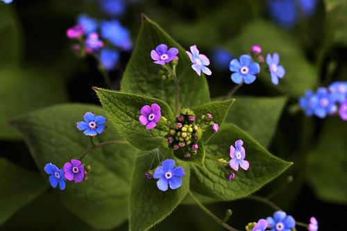 Flowers in bloom (spring)
