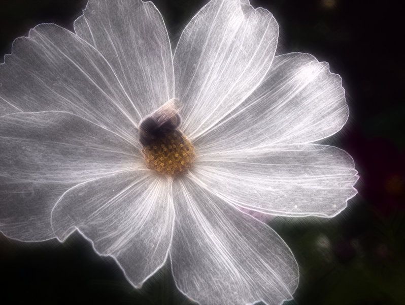 Fleur de verre par Edgar Schermaul