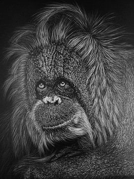 Orang oetan in zwart/wit van Carla Jacobsen