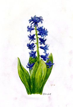 Hyacinth by Sandra Steinke