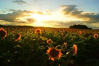 Feld mit Sonnenblumen bei Sonnenuntergang in Süd-Frankreich von Atelier Liesjes Miniaturansicht