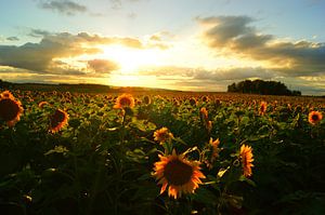 Veld met zonnebloemen bij ondergaande zon in Zuid Frankrijk van Atelier Liesjes