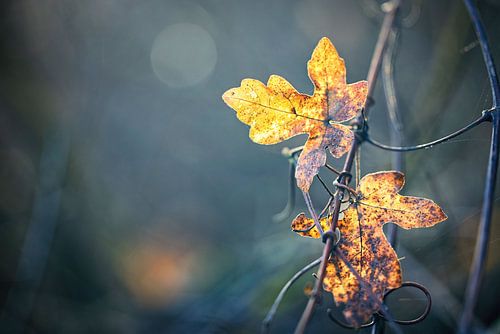 Autumn leaves by Rob Boon