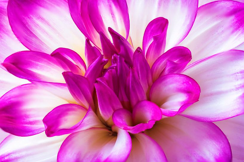 Dahlienblüte Nahaufnahme von Bob Janssen