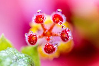 Couleurs dans la nature