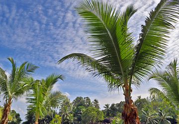 Palmiers tropicaux sur la plage au paradis aux Seychelles sur MPfoto71