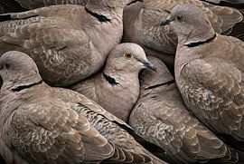 Eine Gruppe von Tauben