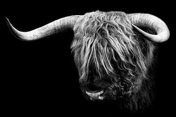 Schotse Hooglander zwart-wit portret van Gianni Argese