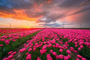 Roze tulpen tijdens zonsondergang | Landschapsfotografie | Lente van Marijn Alons