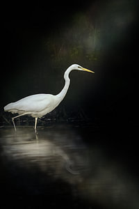 Zilverreiger op jacht naar vis