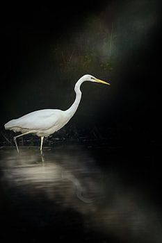 Aigrette