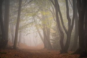 Waldfotografie "der alte Weg" von Björn van den Berg