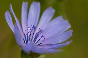 Die Farbe Lila