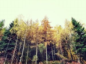 INTO THE FOREST-1