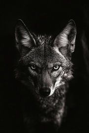 Loup sur Poster Art Shop