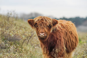 Junger schottischer Highlander