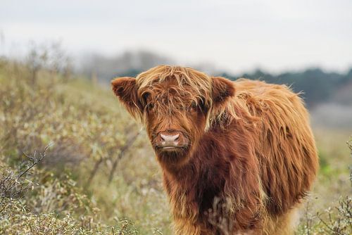 Jeune Highlander écossais