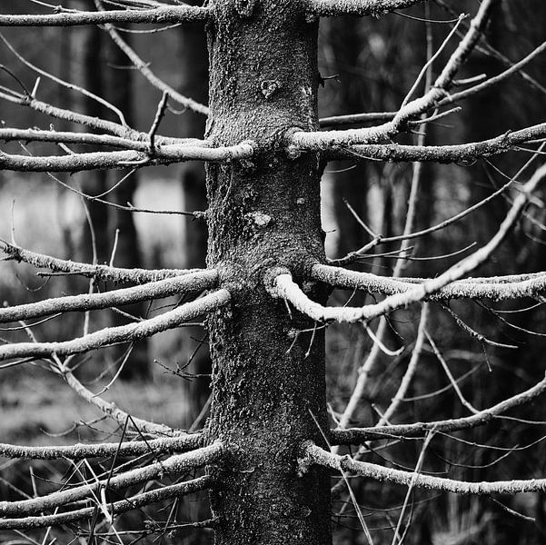 Christmas tree by Jeannette Kliebisch