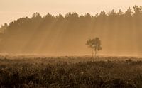 Eenzame boompjes tijdens de gouden uren op de heide van Raoul Baart thumbnail