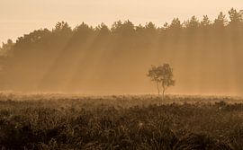 Eenzame boompjes tijdens de gouden uren op de heide