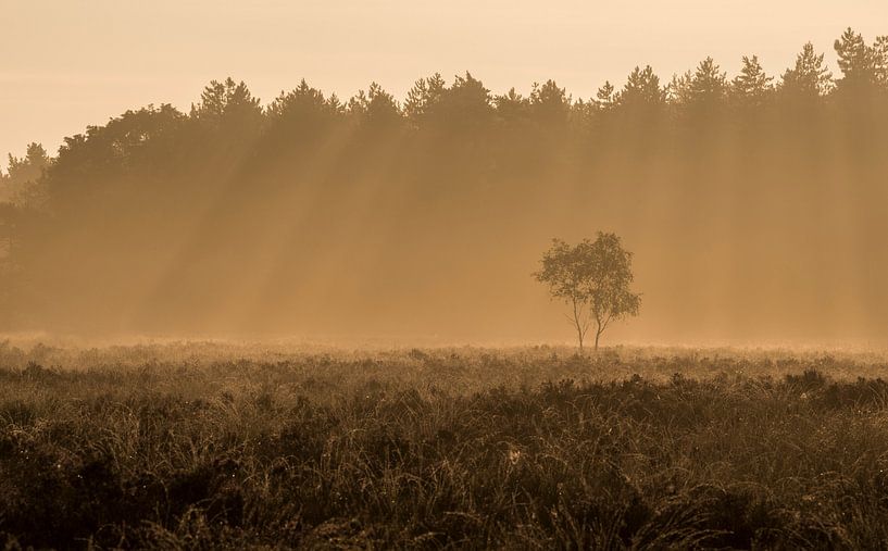Eenzame boompjes tijdens de gouden uren op de heide van Raoul Baart