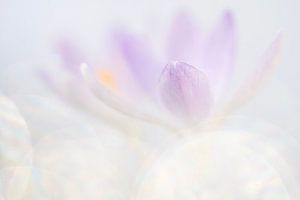 Krokus