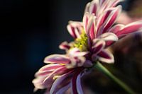 Blume 6