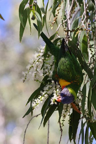 Regenbooglori (Trichoglossus moluccanus), Queensland, Australië