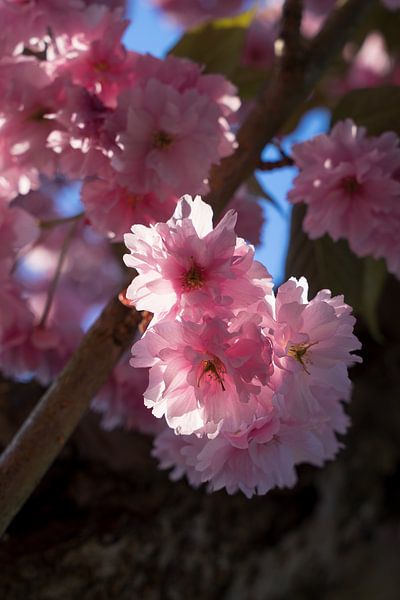 Roze bloesems van een sierkers in het voorjaar 1 van Adriana Müller