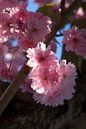 Roze bloesems van een sierkers in het voorjaar 1 van Adriana Müller thumbnail