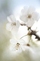 Bloesemtak met witte bloemen