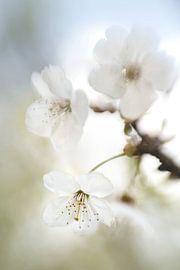 Blossom branch with white flowers by Bianca de Haan