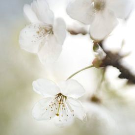 Blütenzweig mit weißen Blüten von Bianca de Haan