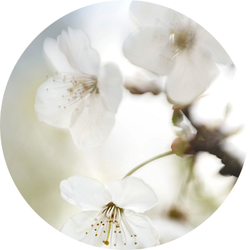 Bloesemtak met witte bloemen van Bianca de Haan