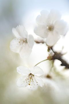 Blütenzweig mit weißen Blüten von Bianca de Haan