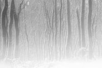 White Forest
