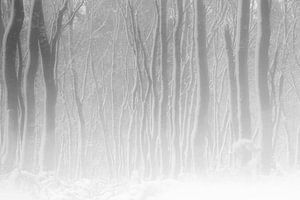 Weißer Wald
