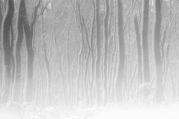 White Forest von jowan iven