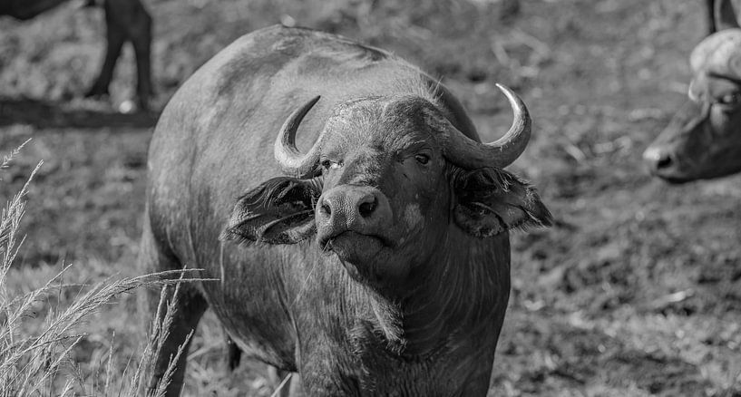 Buffle d'eau ou buffle kaffir dans la réserve naturelle du parc national de Hluhluwe par SHDrohnenfly