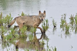 Europäischer Grauwolf von Karin Jähne