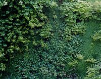 Groene muur 02